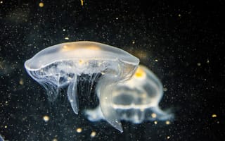 Картинка медуза, глубина, частицы, темнота