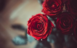 Картинка розы, букет, бордовый