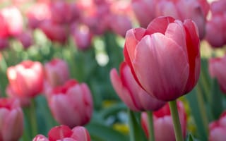 Картинка тюльпаны, розовый, поле, цветы
