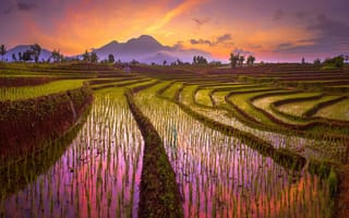 Картинка рисовые поля, на закате