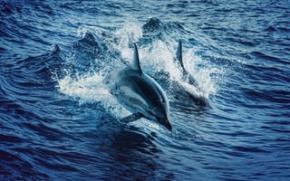 Картинка дельфины, океан, вода