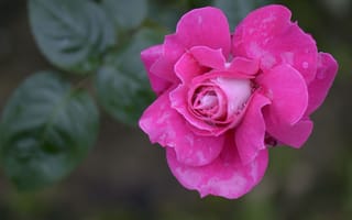 Картинка цветок, розовый, кустовая, роза