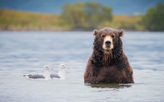 Картинка медведь, бурый, водоем, в озере, чайки