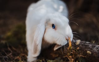 Картинка кролик, бревно, белый, пушистый