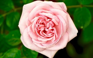 Картинка цветок, роза, бутон, розовый