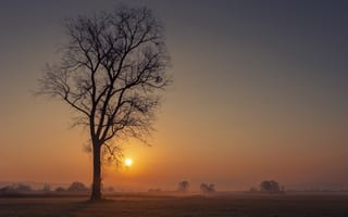 Картинка дерево, рассвет, степь, туман