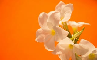 Картинка Нежные белые цветы на оранжевом фоне