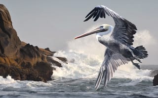 Картинка пеликан, птица, прибой, полет, волна