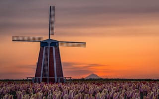Картинка мельница, поле, на закате, тюльпаны, голандия