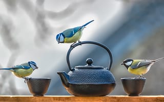 Картинка птицы, воробьи, чайник, чашки