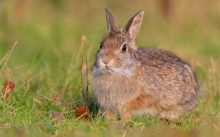 Картинка кролик, в траве, уши, серый