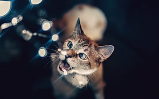 Картинка кот, гирлянда, фонарики