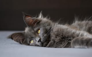 Картинка котенок, серый, нибелунг, пушистый, уши