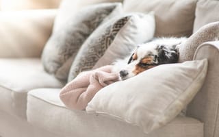 Картинка собака, на диване, подушки, лежит