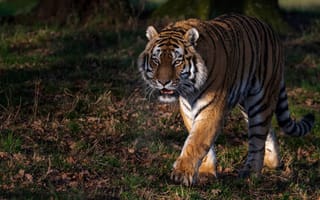 Картинка тигр, хищник, травав