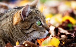Картинка кот, морда, листья