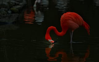 Картинка фламинго, вода, ручей