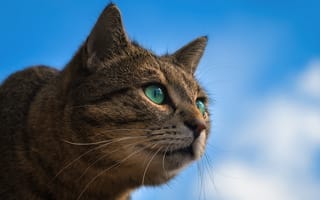 Картинка кот, морда, зеленые глаза