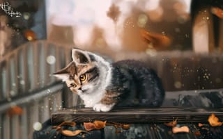 Картинка кошка, блики, забор, осень
