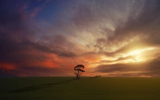 Картинка дерево, поле, холм, одинокое дерево, закат, облака