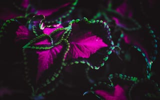 Картинка колеус, цветок, растение