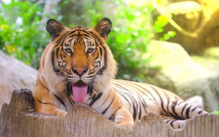 Картинка тигр, лежит, пасть, язык, хищник