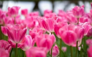 Картинка тюльпаны, поле, розовые