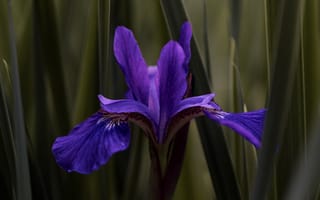 Картинка цветок, фиолетовый, в траве