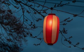 Картинка фонарь, ветка, япония