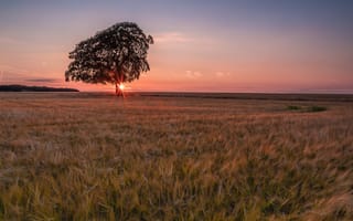 Картинка поле, одинокое дерево, горизонт, трава, рассвет