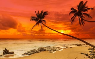 Картинка пальмы, закат, берег, море