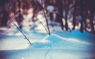 Картинка снег, лес, ветки