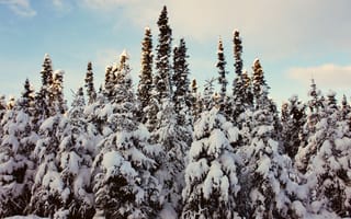 Картинка лес, снег, Зимний лес, зима, деревья