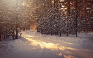 Картинка зима, лес, лучи, Зимний лес, снег, деревья