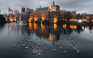 Картинка город, вечер, утки, нидерланды, вода