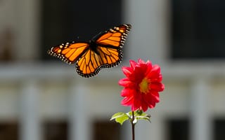 Картинка бабочка, монарх, цветок, крупный план