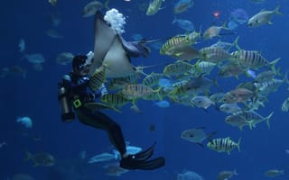 Картинка рыбы, подводный мир, аквалангист, скат