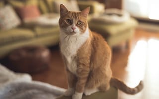 Картинка кошка, взгляд, гостиная