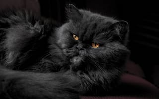 Картинка кот, черный, шерсть, пушистый