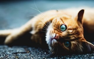 Картинка кошка, глаза, асфальт