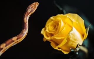 Картинка роза желтая, змея, черный
