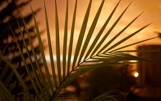 Картинка пальмовая ветвь, на закате, размытый