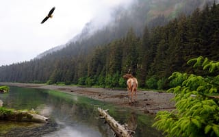 Картинка природа, лес, орел, олень, река