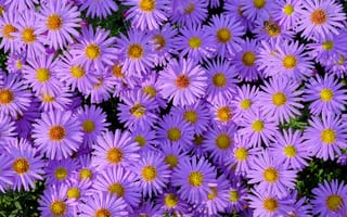 Картинка цветы, фиолетовые, сентябринки
