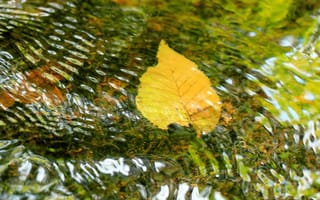Картинка осень, листок, вода, рябь
