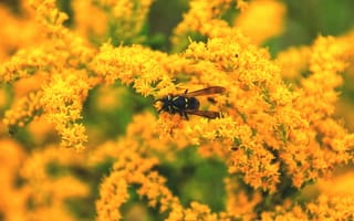 Картинка цветы, желтые, макро, пчела