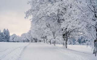 Картинка зима, дорога, иней, мороз, деревья