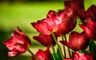 Картинка тюльпаны, крупный план, красные, цветы