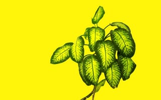 Картинка листья, растение, минимализм, желтый
