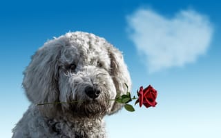 Картинка валентинка, сердце, роза, облако, собака